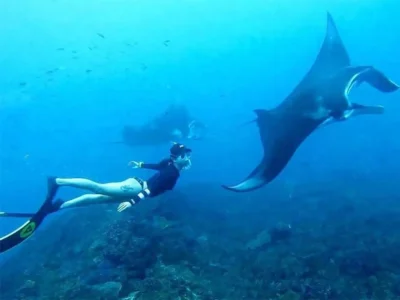 snorkeling manta bay (1)